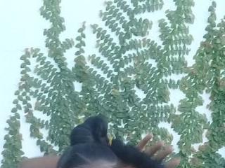 hairybushpussyxx1