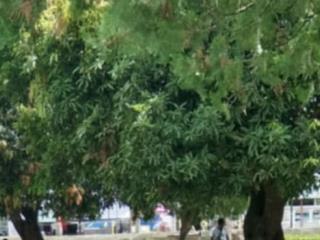 ManilaSunset Palangga