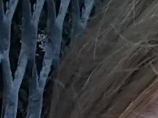 MaryjaneSpider